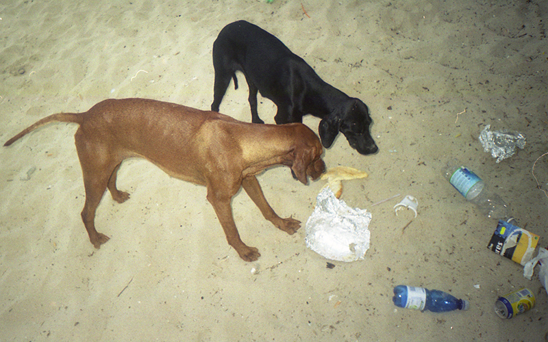 Hunde
